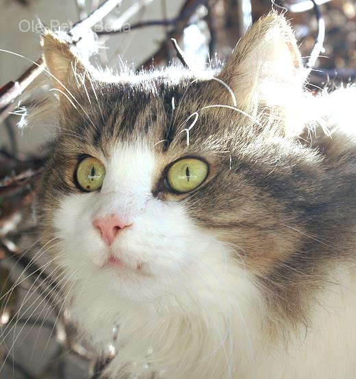 Sibirische Katze Tamir von der Gronau